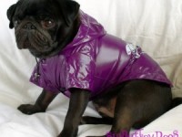 Blouson chien pluie