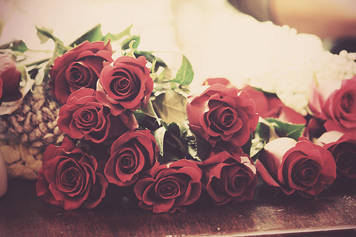 roses rouges roses rouges