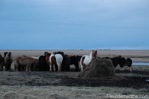 chevaux islande