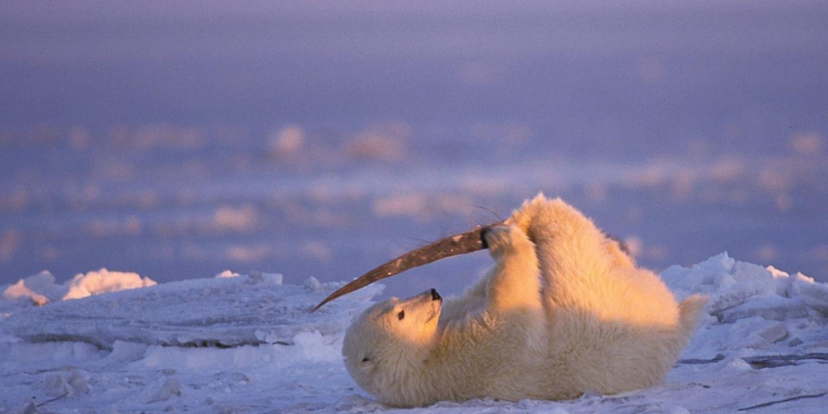 Voyage au pays des neiges