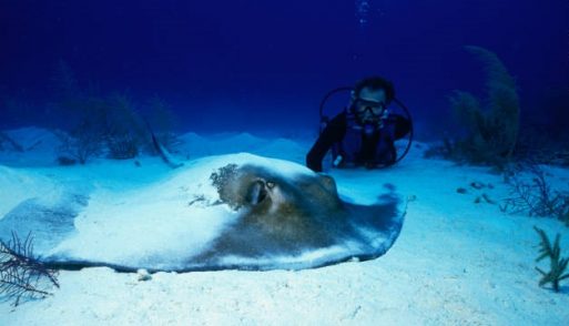 stingray city grand cayman