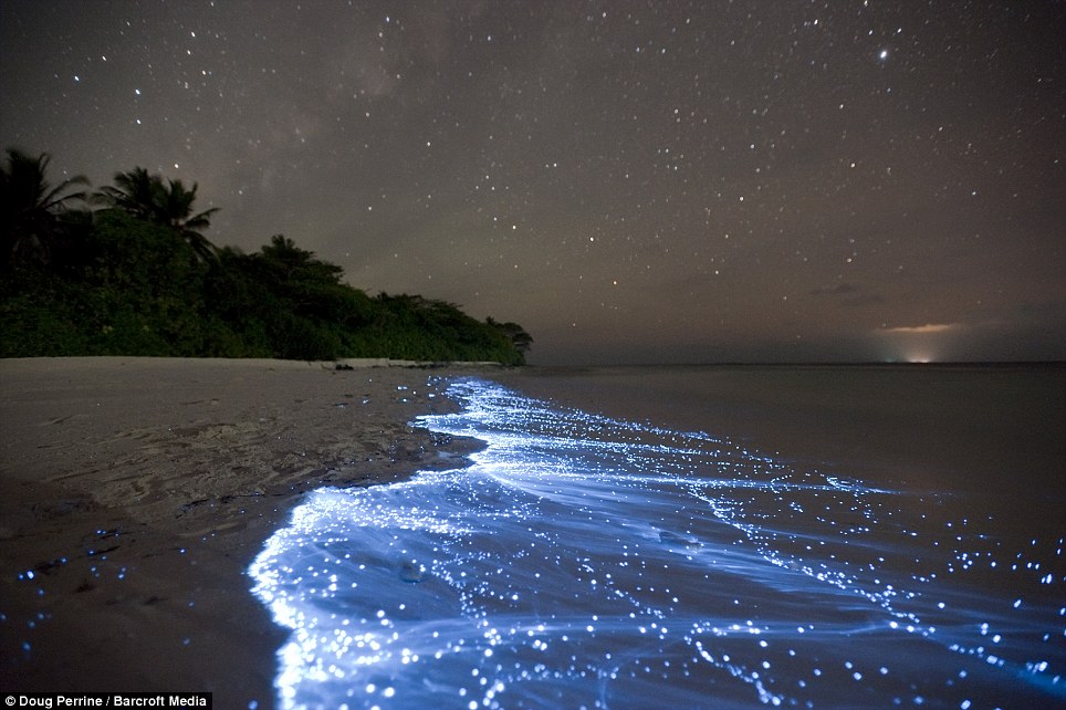baie bioluminescente bioluminescence baie