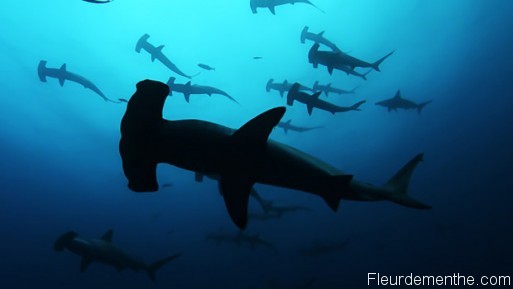 galapagos galapagos requins