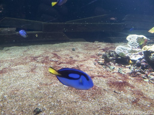 poisson bleu nausicaa