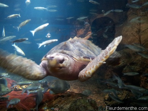 tortue mer nausicaa