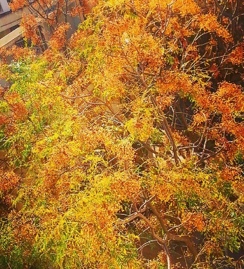 Automne au balcon